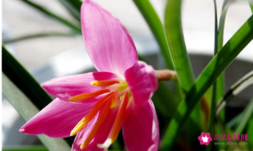 如何养出健康漂亮的兰叶