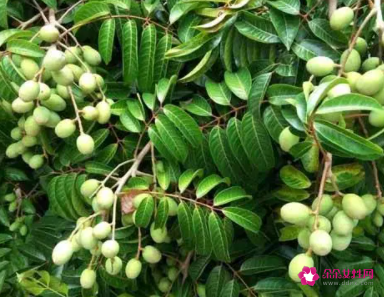 橄榄树的药用功效