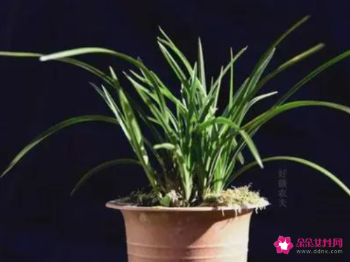 如何养出健康漂亮的兰叶