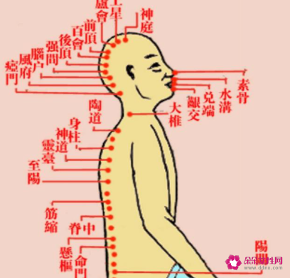 人体的各个经络名称