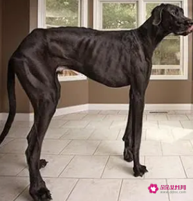 赛级大丹犬的美容护理