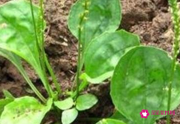 车前草哪个部位不能吃