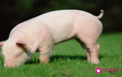 孕妇梦见大猪是什么意思