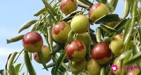 冬枣的营养价值是什么