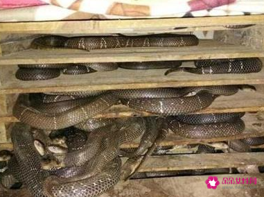 喜欢养蛇的女人性格