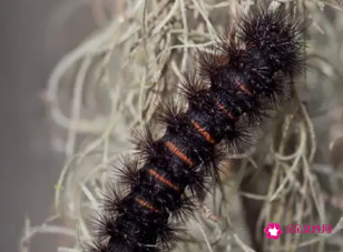 梦见皮肤里很多细的虫子