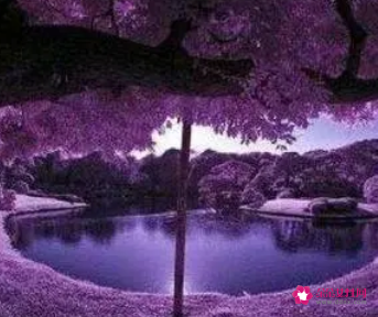 心理学上喜欢紫色的人