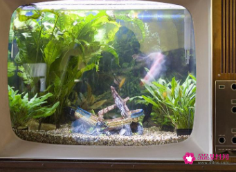 鱼缸上面摆放什么聚财