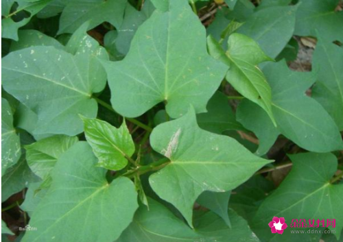红薯叶的功效