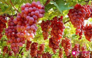 防癌效果最好的水果有哪些