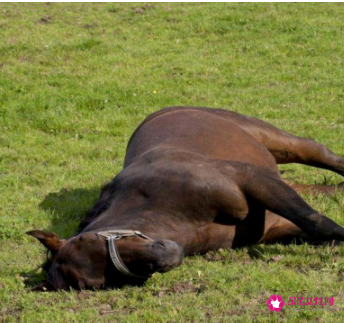 各种动物睡觉的姿势分类