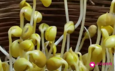 豆芽补充什么营养