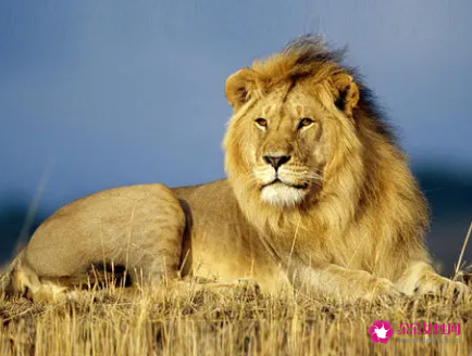 阳宅风水师告诉你家里摆放什么才能更快的招来财气