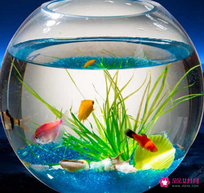 阳宅风水师告诉你家里摆放什么才能更快的招来财气