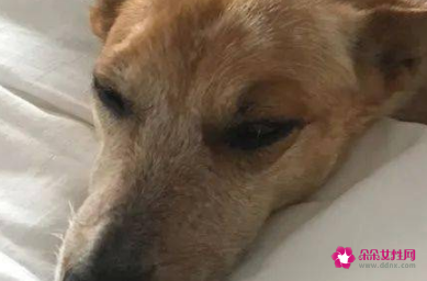 狗狗睡觉要人陪吗