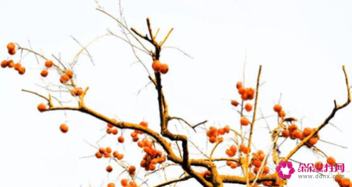 梦见柿子树有什么征兆