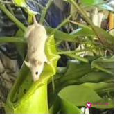 世界上最致命的树