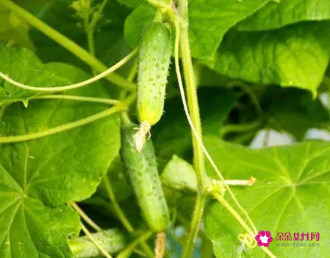 梦见藤上好多绿色黄瓜