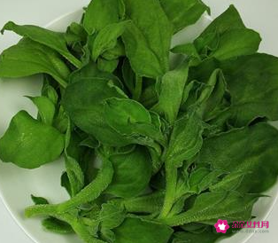 冰菜的功效与禁忌