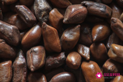 决明子泡水喝的6个害处