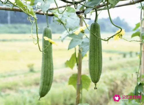 漂白皮肤的方法有哪些