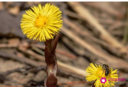 蜜款冬花的功效与作用及禁忌