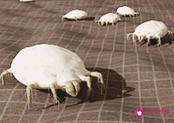 家里有螨虫怎么解决