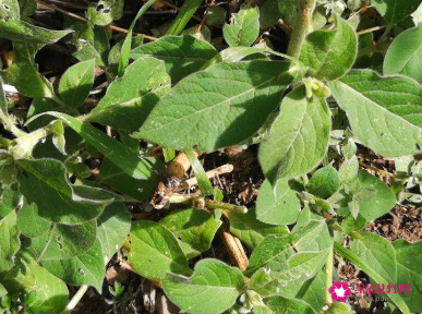 为什么牛膝能引血下行