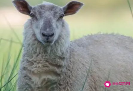 2022年属羊人哪方面最难熬