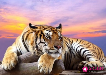 属虎女爱一个人的表现