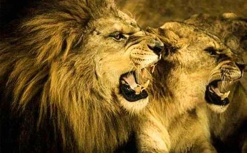 狮子座和双鱼座的配对指数