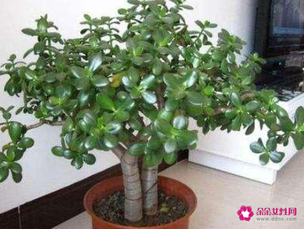 什么花摆在家里寓意好