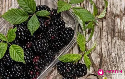 黑莓十大功效