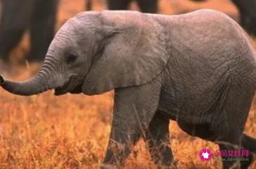 梦见大象有什么预兆