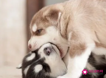 孕妇梦见从未见过奇怪的动物