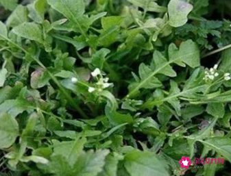 多吃荠菜的好处