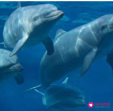 各种动物睡觉的姿势分类