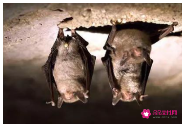 各种动物睡觉的姿势分类