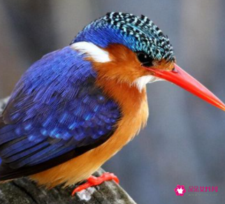 梦见色彩艳丽好看的小鸟