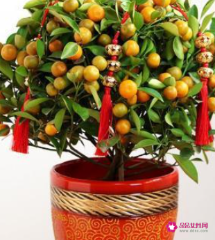 什么花摆在家里寓意好