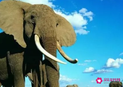 女人梦见大象什么预兆