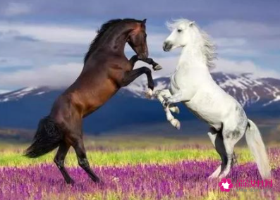 属马的人床头朝向