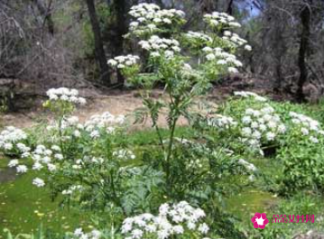 世界上最致命的树