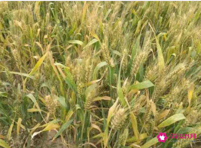 梦见种麦子有什么征兆