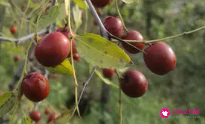 吃野酸枣的好处有哪些