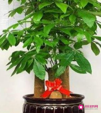 什么花摆在家里寓意好