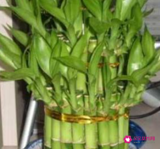 什么花摆在家里寓意好