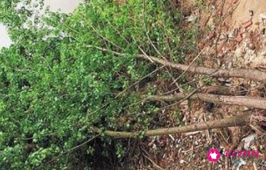 梦见被大树砸到是什么意思