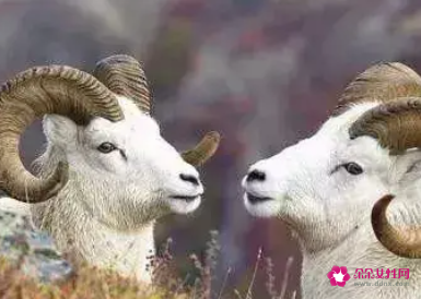 属羊女在乎一个人的表现