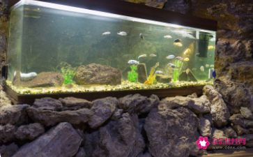 鱼缸上面摆放什么聚财